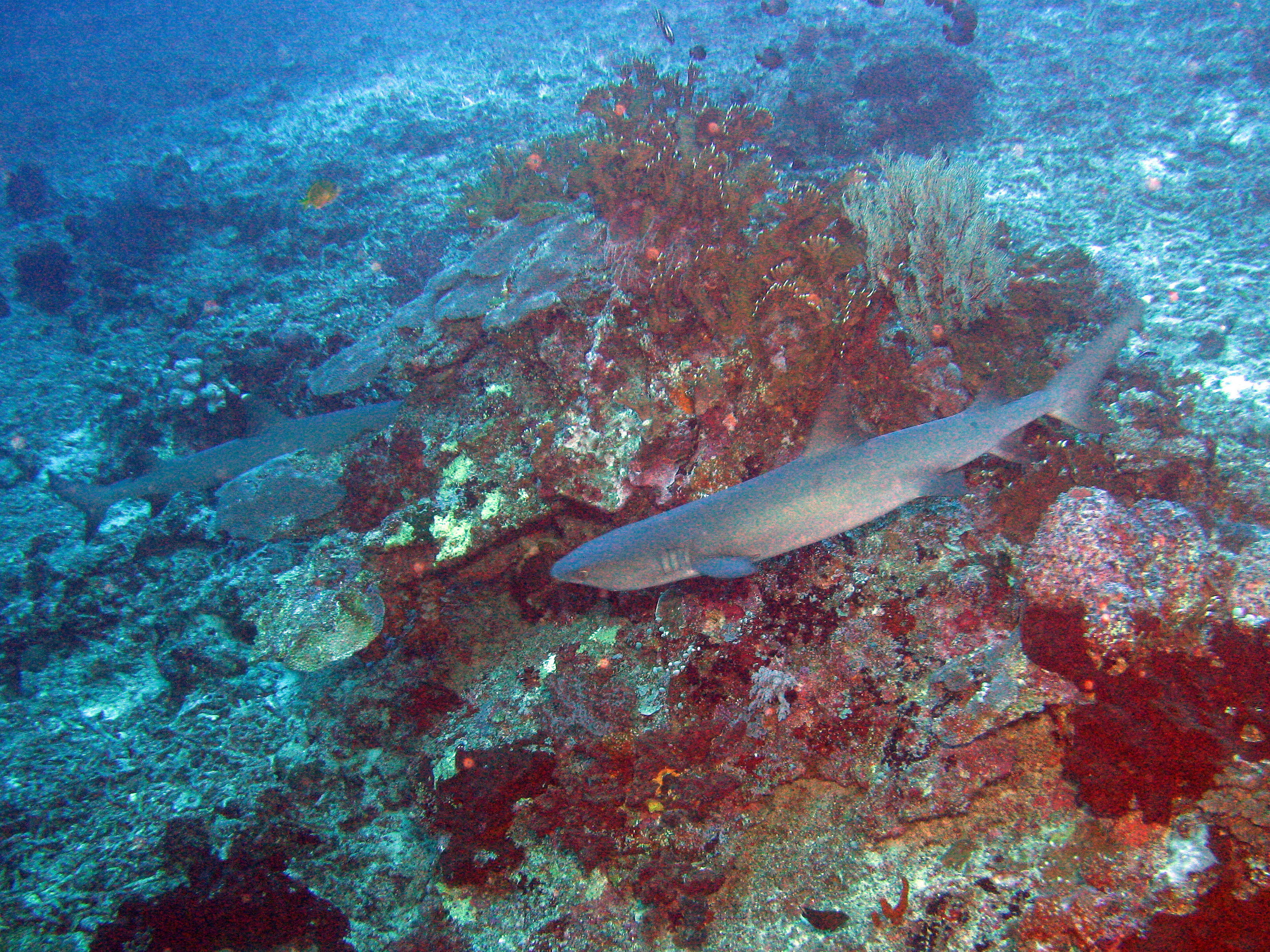 Shark 6.jpg