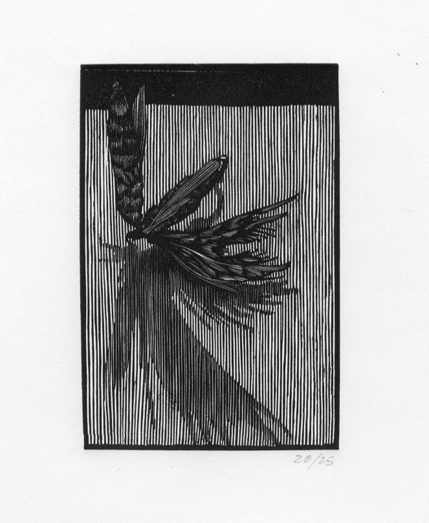 fly-1.gif