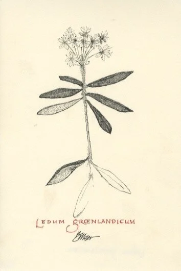 ledum groenlandicum.jpeg