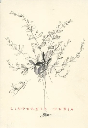 lindernia dubia.jpeg