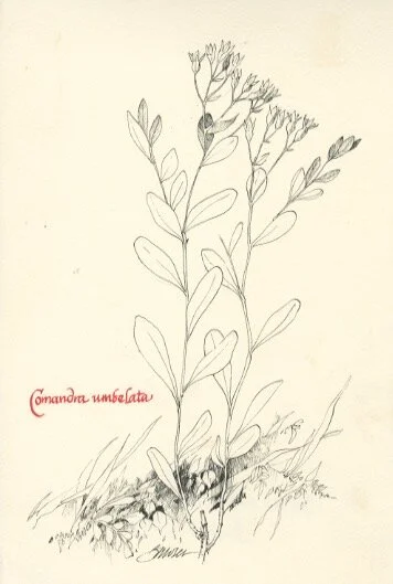 Comandra umbelata.jpeg