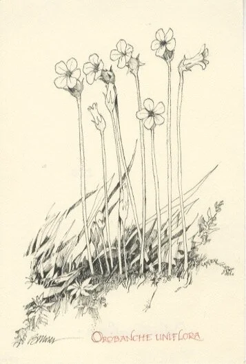 Orobanche Uniflora.jpeg