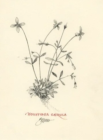 Houstonia caerulea.jpeg