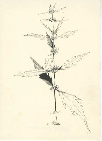 Lycopus Americanus.jpeg