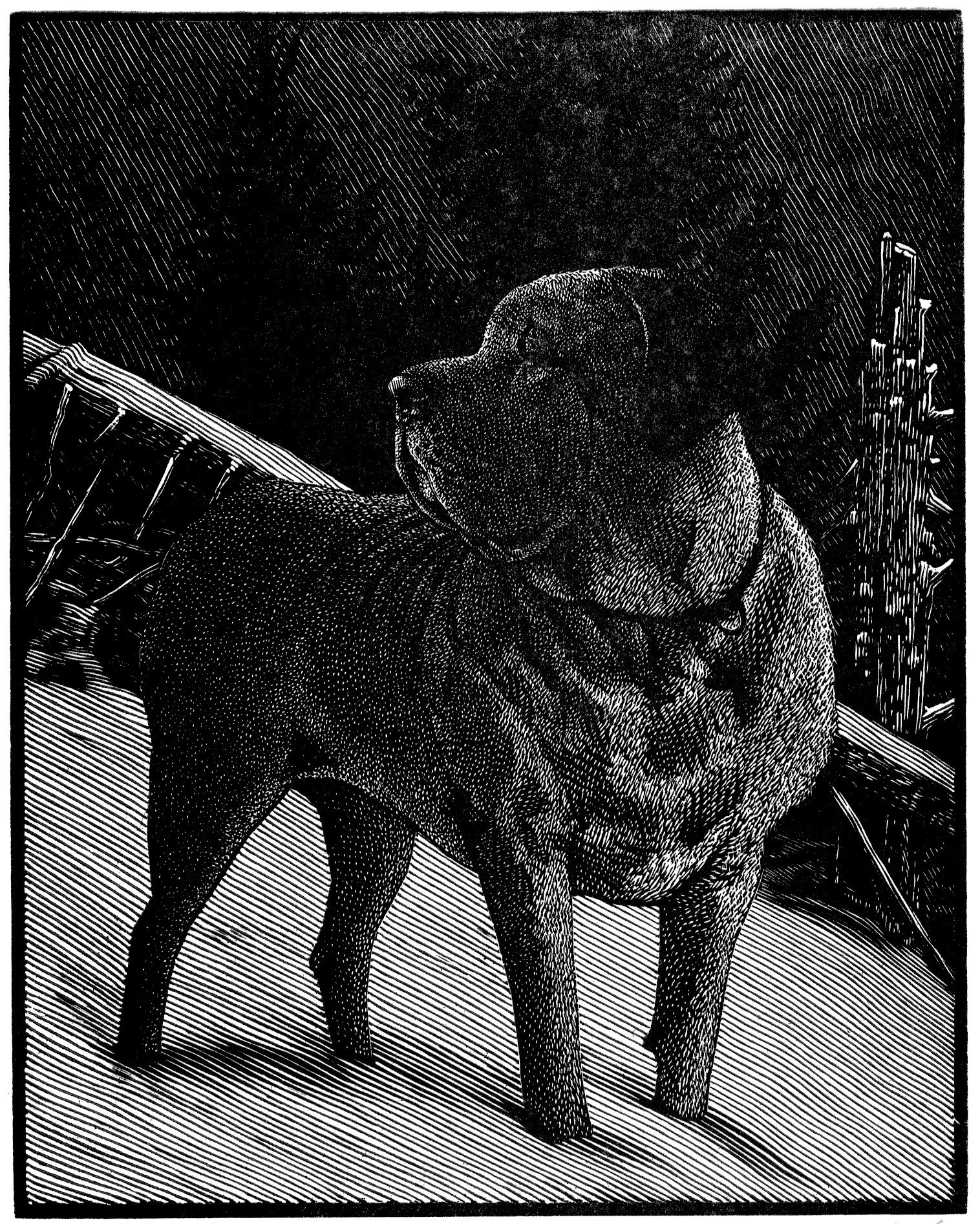 Ike in the Snow 5 x 6.5%22.jpeg