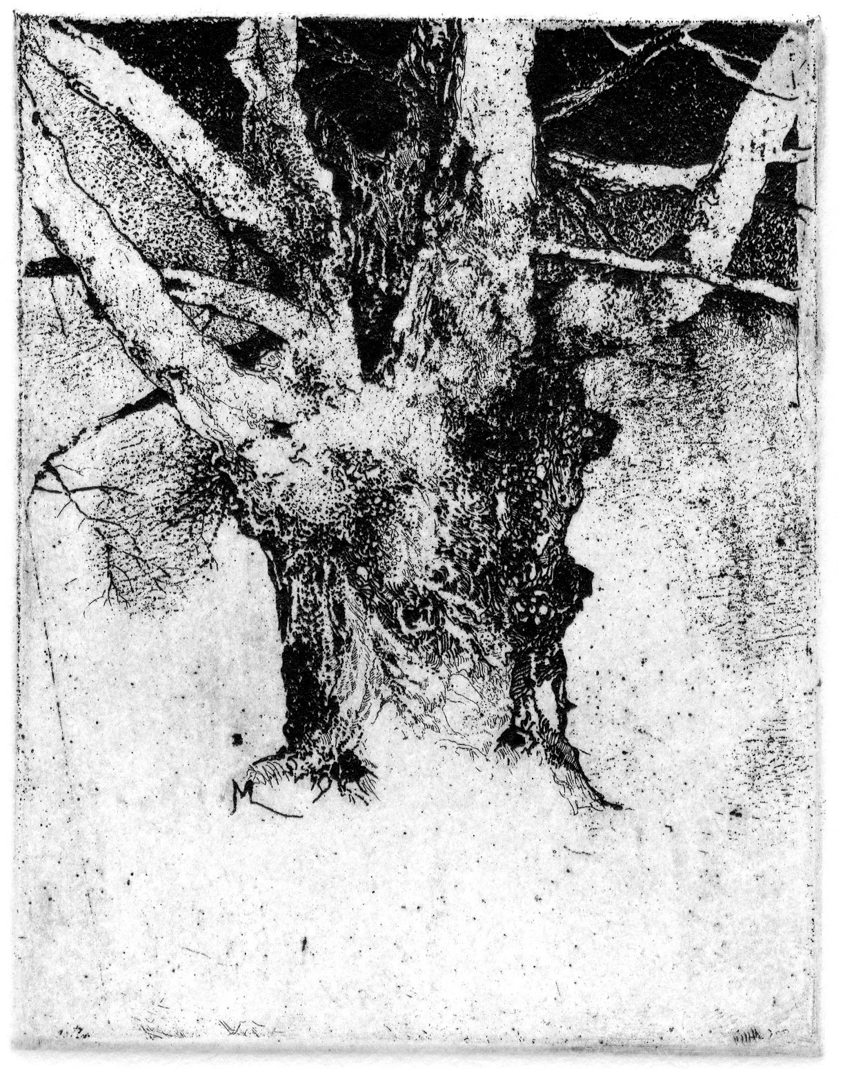 Short Willy Tree 4x5 1974? 1.jpeg