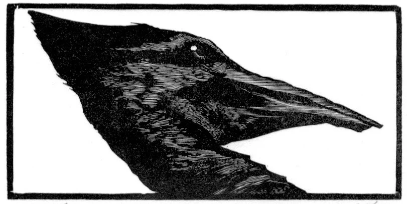 Woodpecker 2 x 4.jpeg