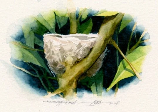 Hummingbird Nest.jpeg