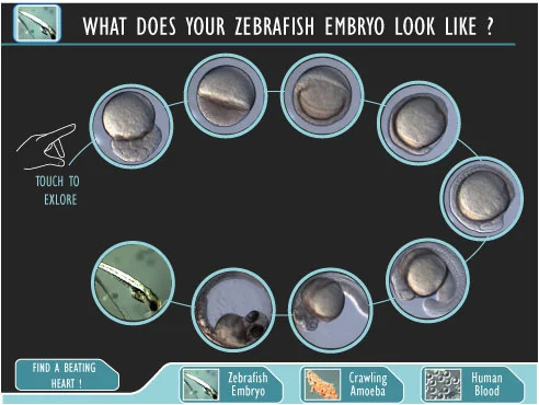 zebrafish-pg1.jpg
