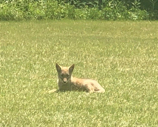 Adorable coyote cub at Ottawa Park