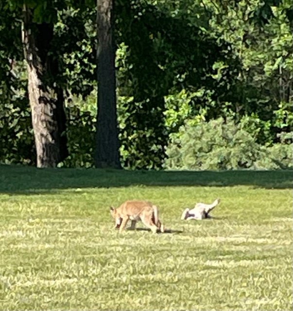 2 of the 4 coyote cubs at Ottawa Park