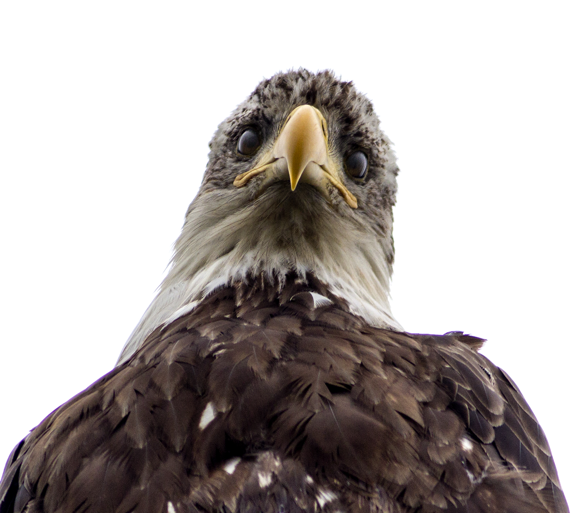  The American Bald Eagle's eyes are yellow in color. The eagle however has a second eyelid called the nictitating membrane. The membrane will slide across the eagle's eye ever three or four seconds, helping to remove dust and debris from eyes. The ea