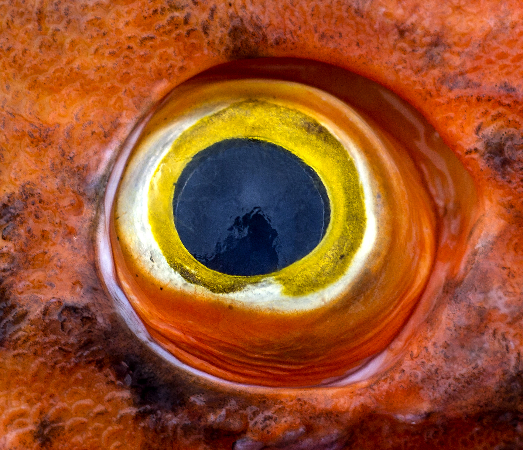  The eyes of a freshly caught yelloweye rockfish shine in sharp contrast to the fishes bright orange body. The yelloweye can live 114 to 120 years old, making it one of the worlds longest living fish species. As they grow, their color changes from re