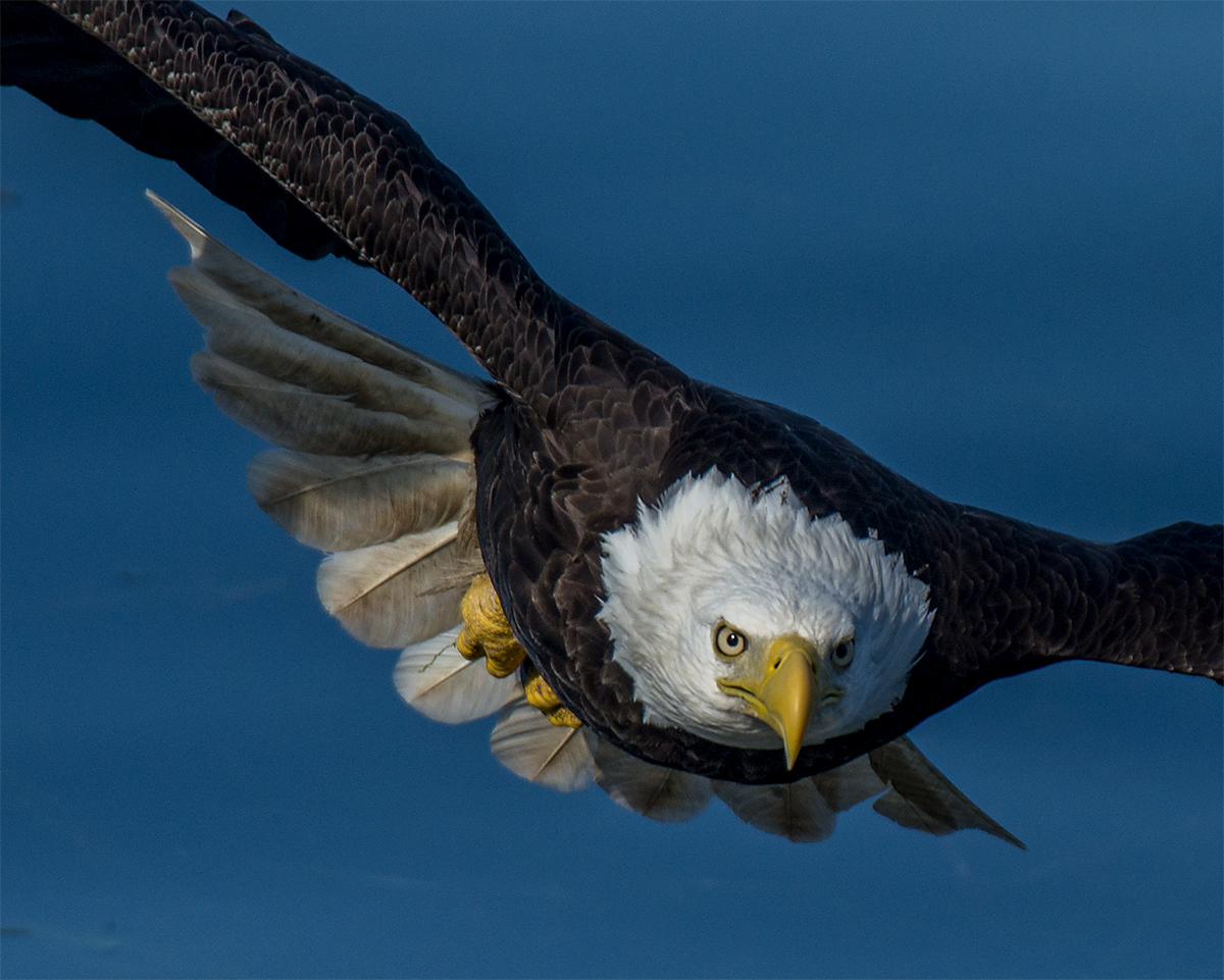 An eagle sets it's sights on a landing point nearby the fish cleaning station in Cordova Alaska. The eagle can reach speeds of up to 40 mph while cruising and 100 mph in a dive. 