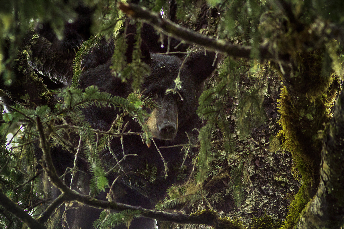  A mother black bear rests in a tree with her two cubs nearby. A black bear has excellent balance and will climb a tree for safety, to get to beehives, to survey the area, or to nap.&nbsp; 