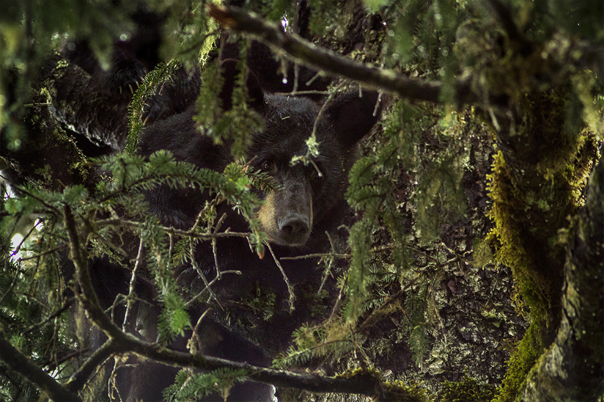 A mother black bear rests in a tree with her two cubs nearby. A black bear has excellent balance and will climb a tree for safety, to get to beehives, to survey the area, or to nap. 