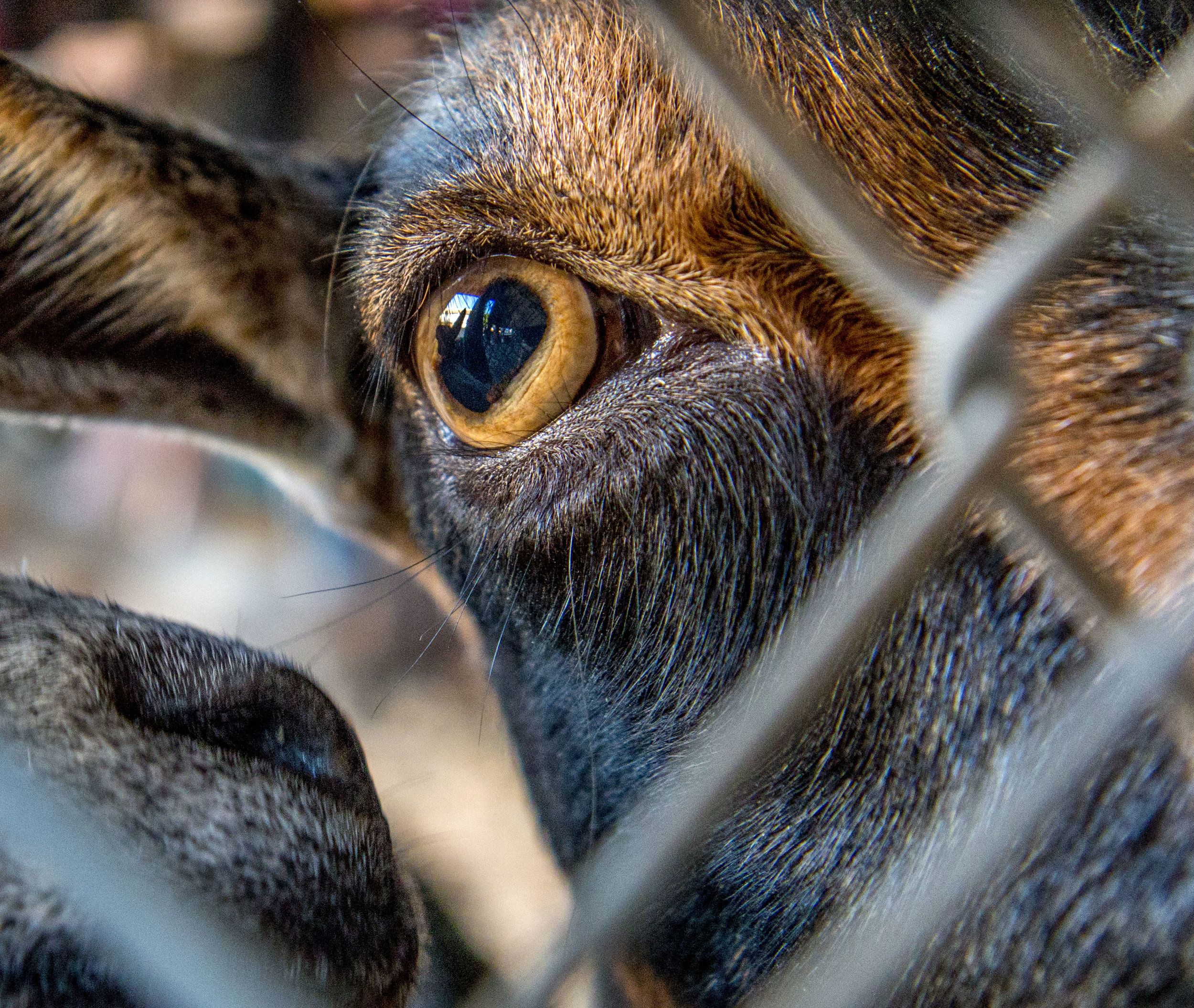  A goat pears through the bars of it's enclosure at the Lane County Fair. The goats eyes are rectangular slits in shape. The slit shape provide them with the dynamic range in vision needed to see in dim light while not being blinded by midday sun. Th