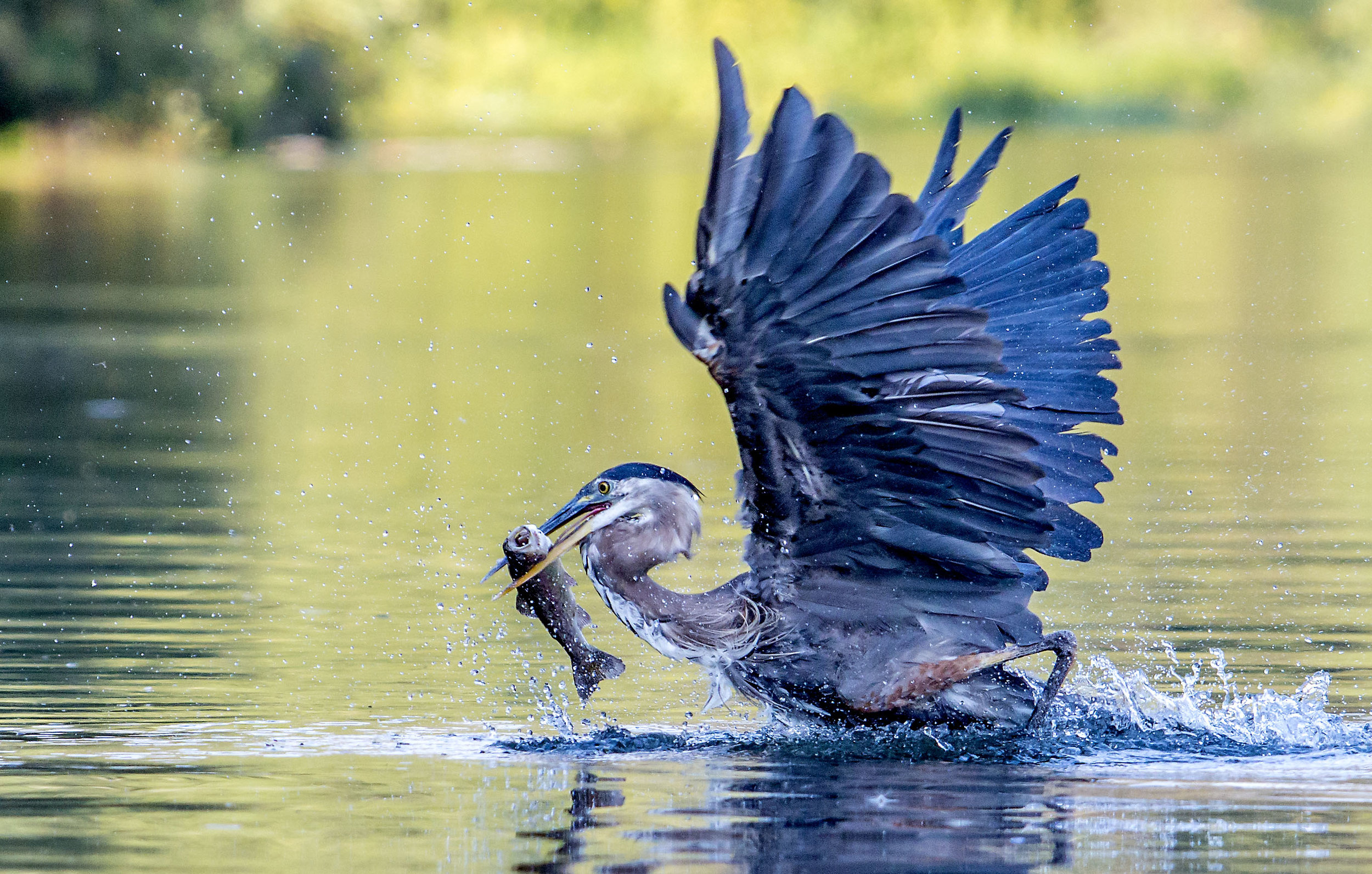  A great blue heron breaks the surface of the Willamette River near the Alton Baker Park duck ponds in Eugene. The usually still stalkers can be found along the banks of the Willamette, Amazon Creek, and Delta Ponds feeding on fish, amphibians, repti