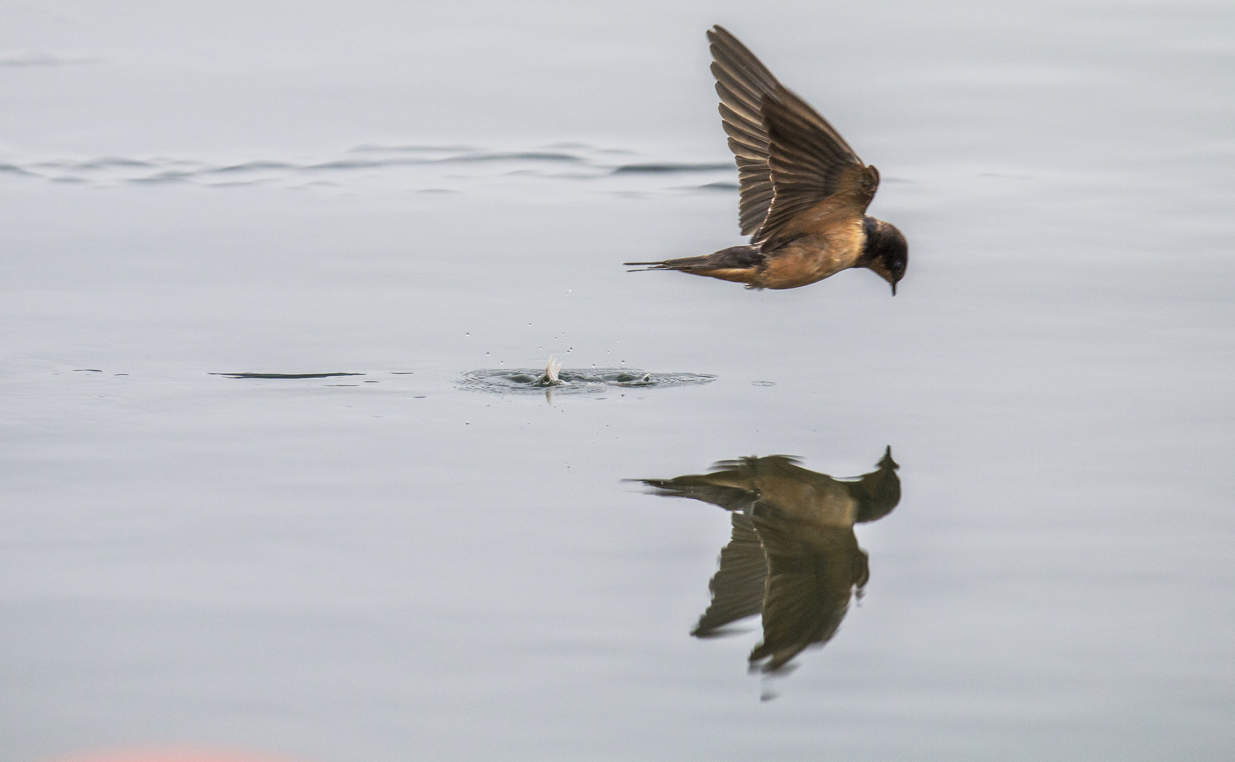  A barn swallow skims by the water of Dexter Lake as it attempts to snatch up a feather floating on the lakes surface. Barn swallows fly much lower then other species, coming within inches of ground or water to catch flying insects and then eat them 
