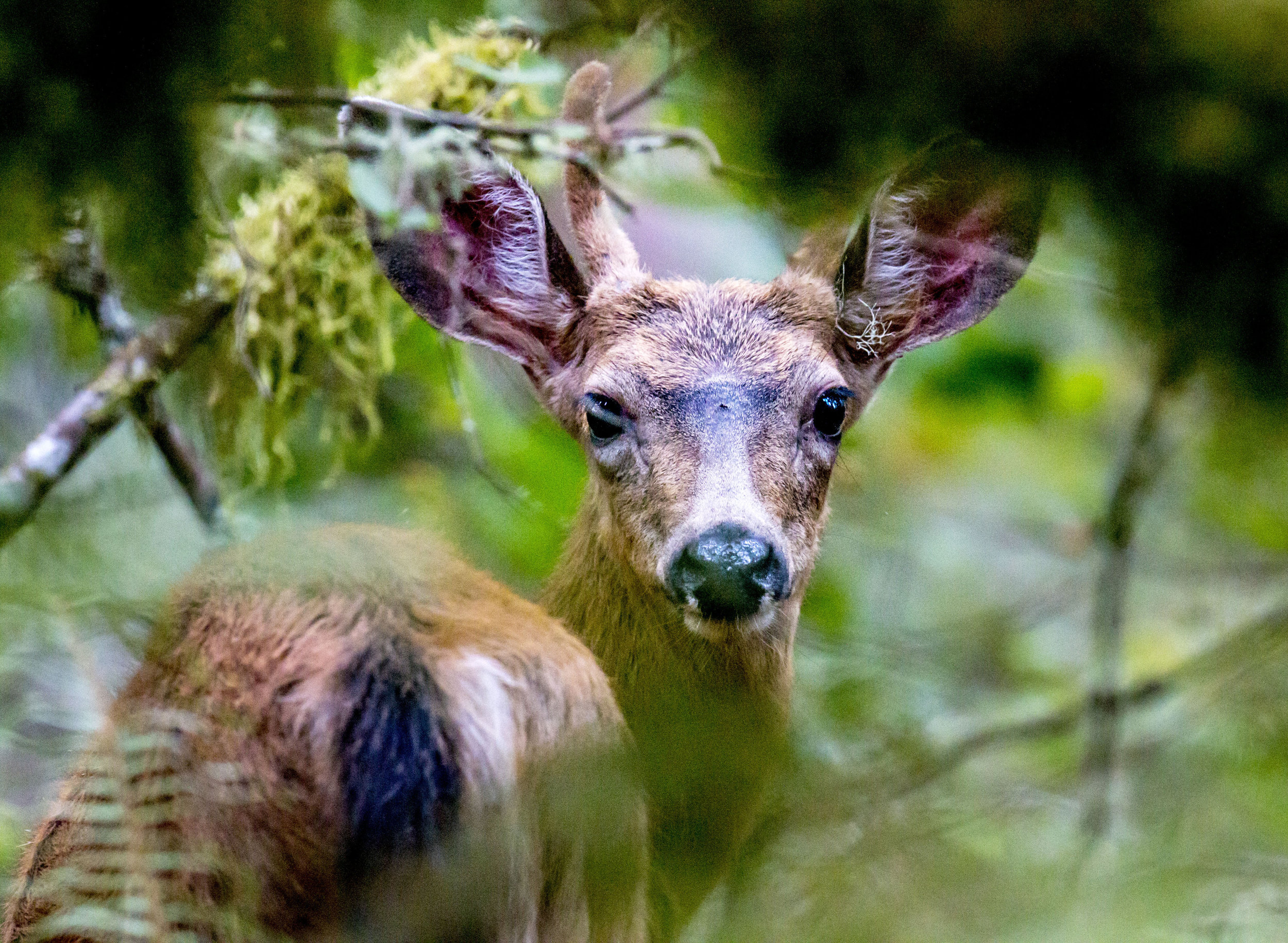  A deer peers through the leaves off of Willamette Street nearby the Spencer Butte trailhead in Eugene on Friday, September 8, 2017.&nbsp; 