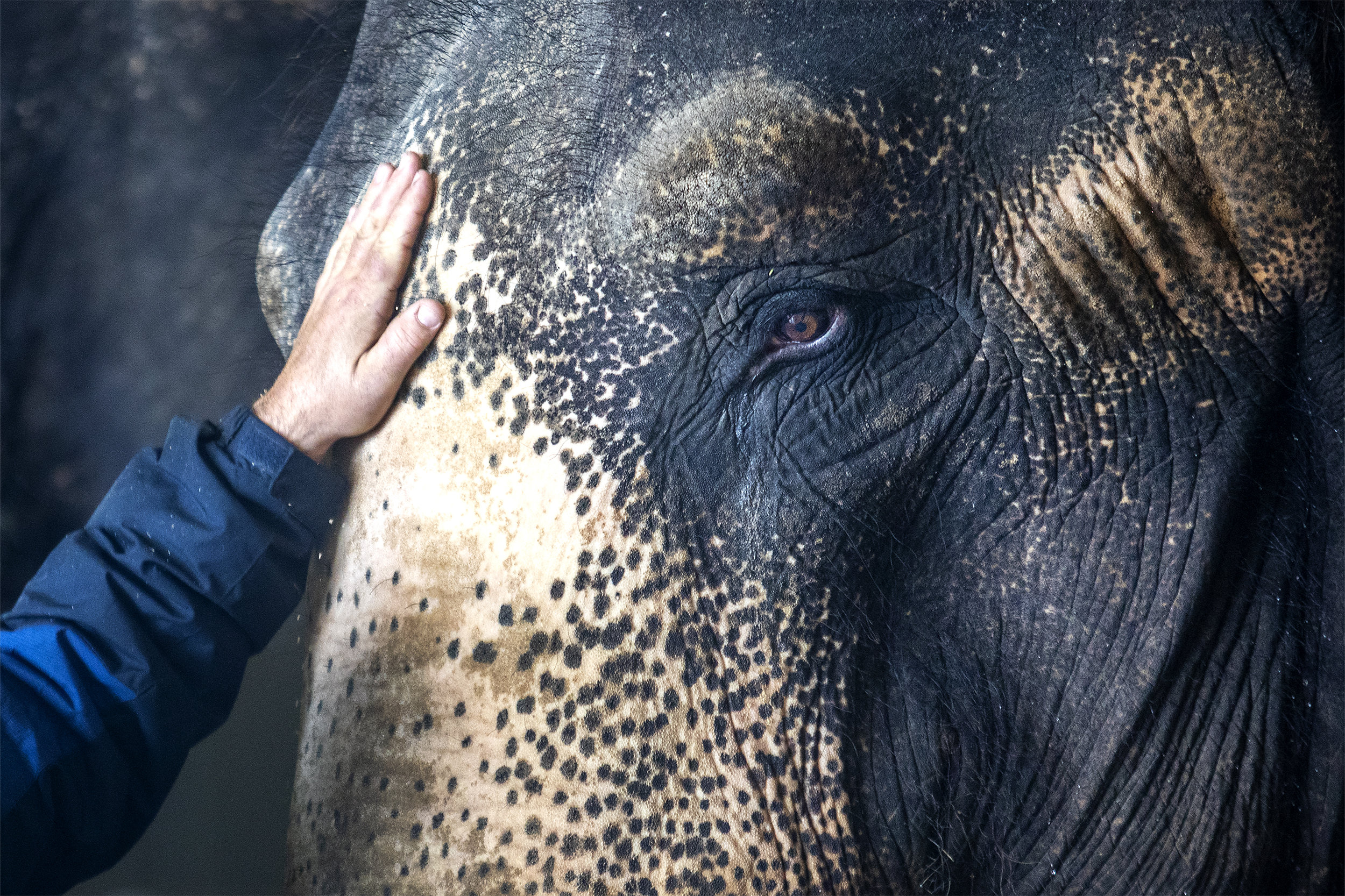  Rex Williams places his hand on his elephant Bonnie's head as they prep for the Powder River Shrine Circus on Wednesday, May 1, 2019. Bonnie is a 45 year old asian elephant. 