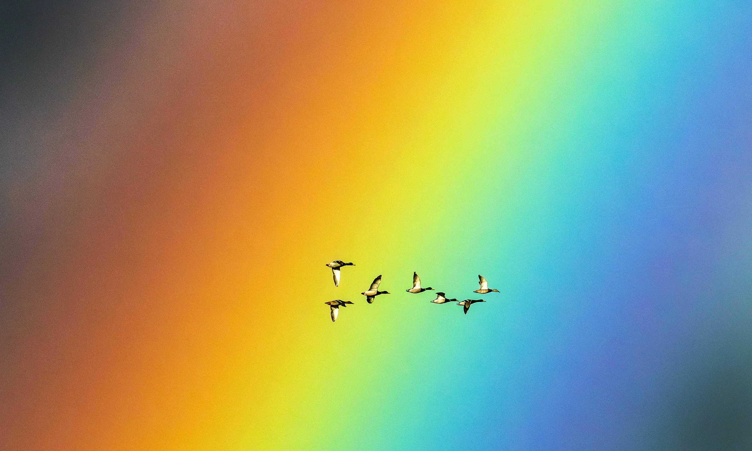  Mallard ducks fly through the air as a rainbow forms over the Lewiston Clarkston Valley Wednesday in Lewiston. 
