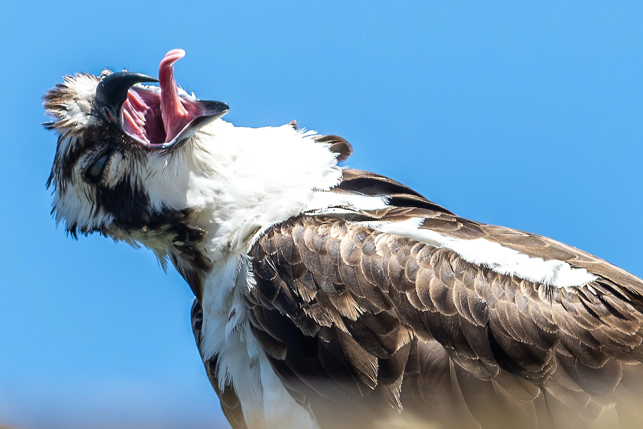  An osprey shakes its head around while sitting on a treetop looking over West Evans Ponds in Clarkston. 