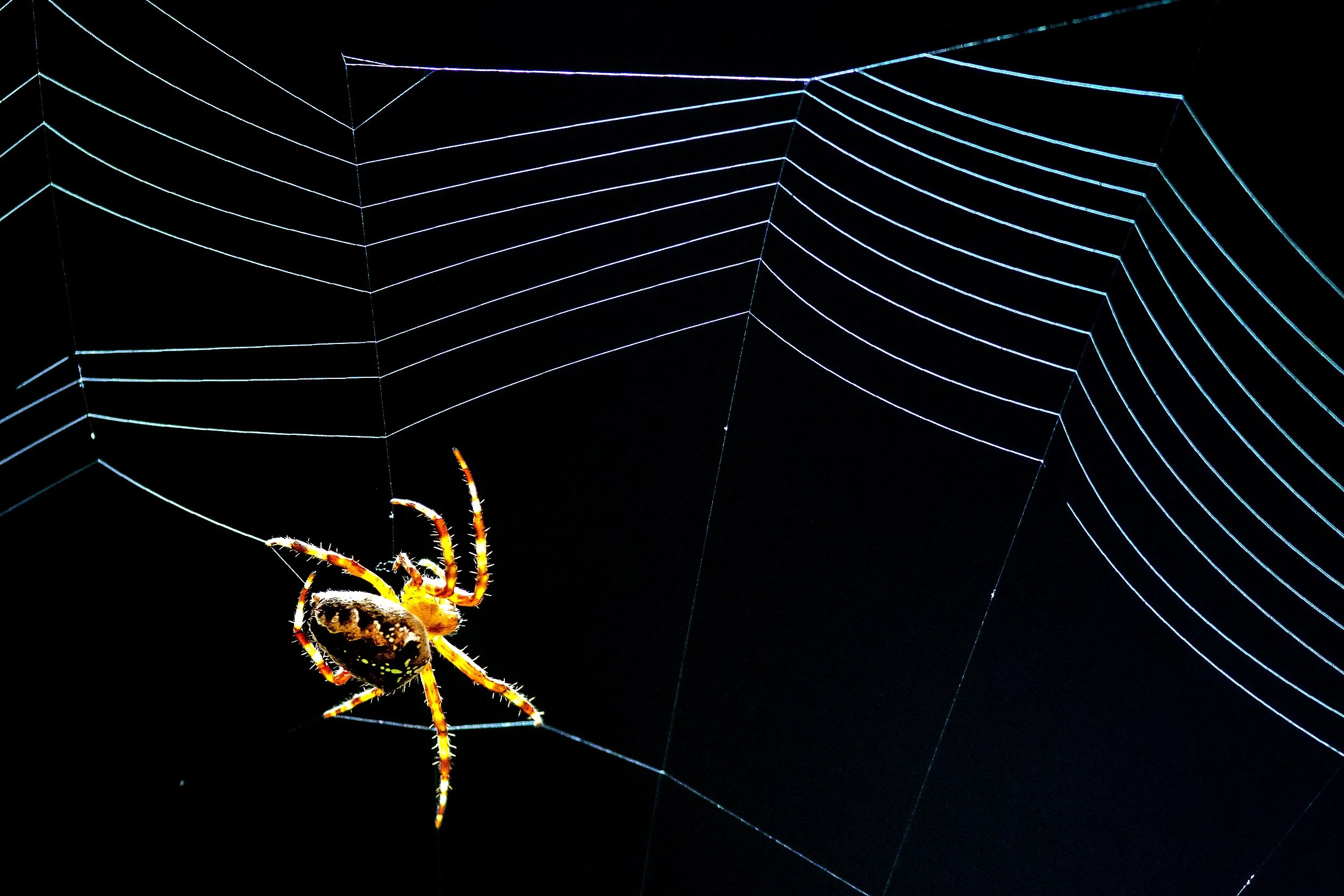  A spider stays hard at work crafting a web in some above some bushes Tuesday on Main Street in Lewiston. 