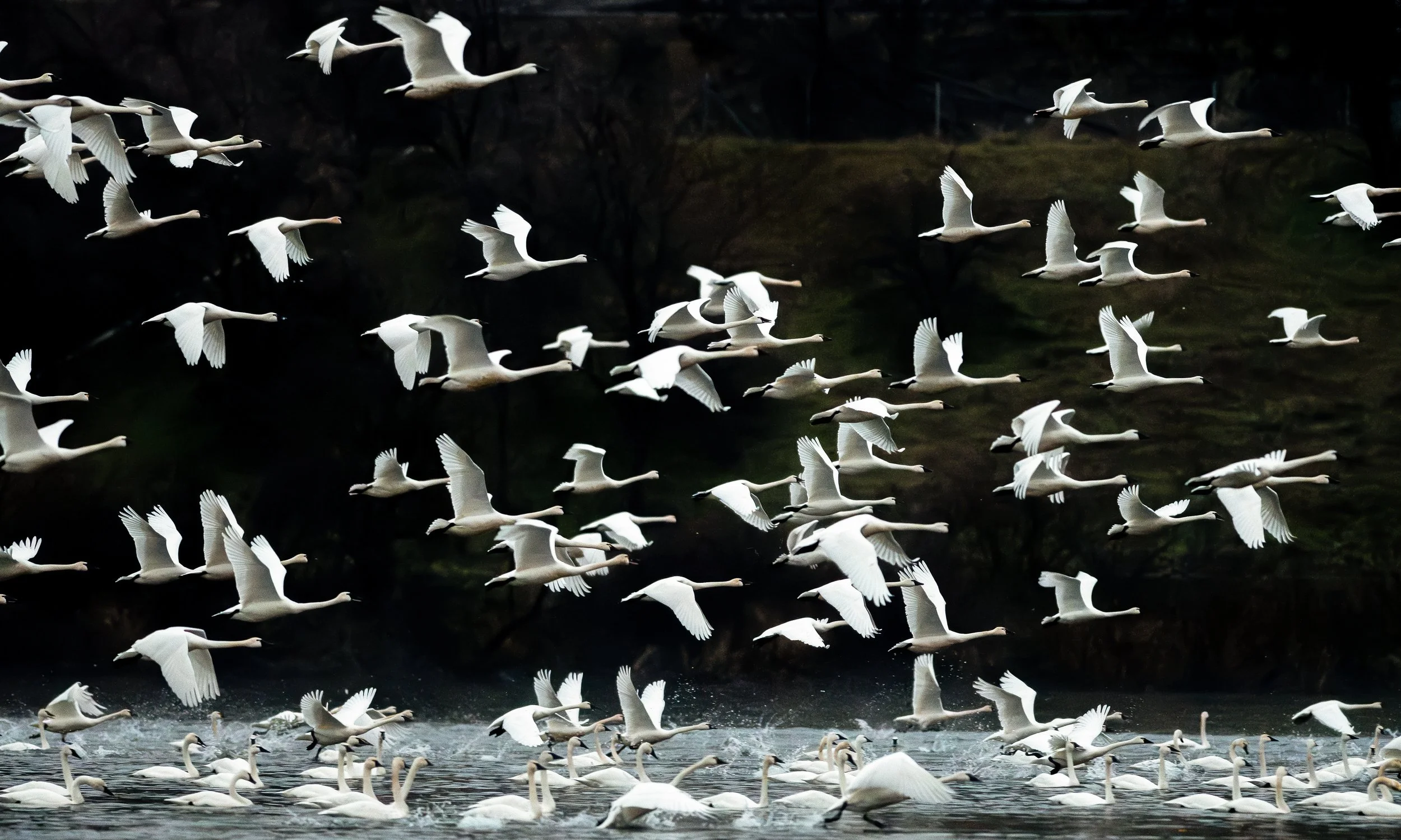 Big Picture - Love in the airr.jpg