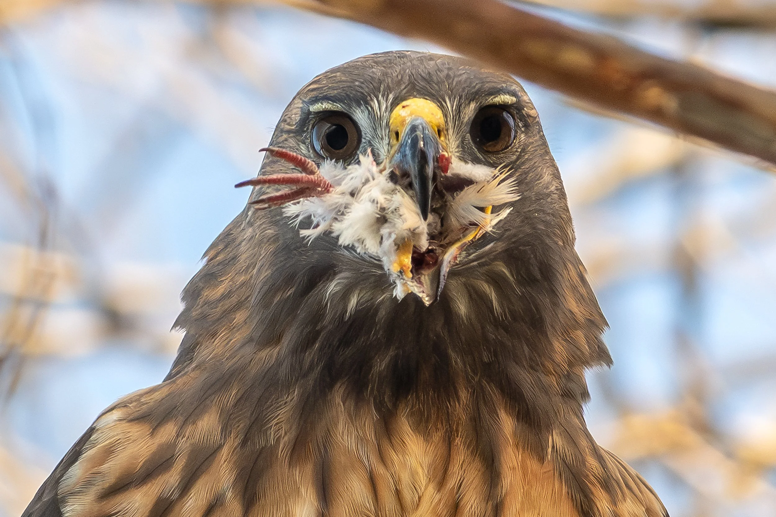 251230 af CLO.sf Cannibal Hawk.jpg