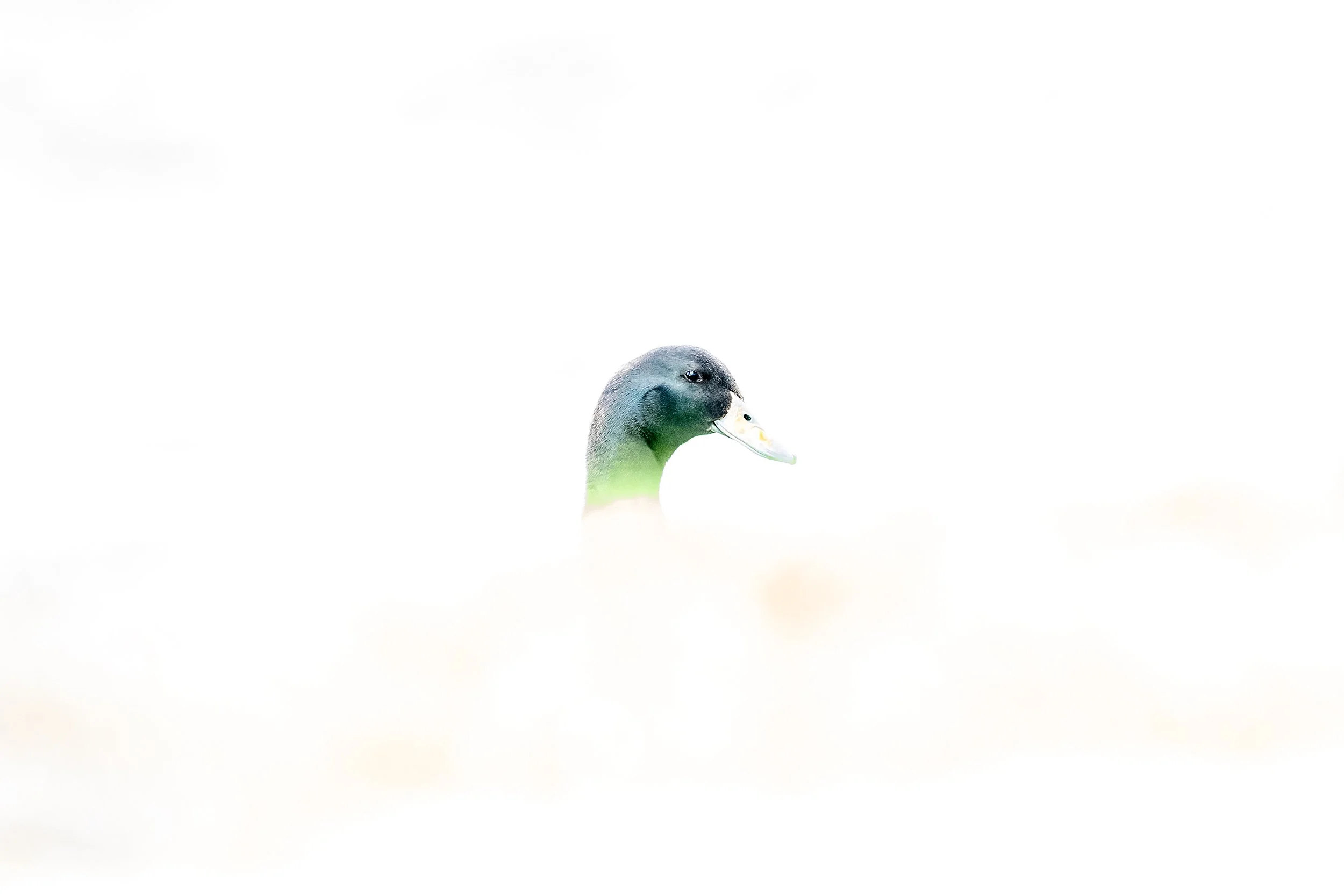 250409 af CLO.sf Blinding Duck.JPG