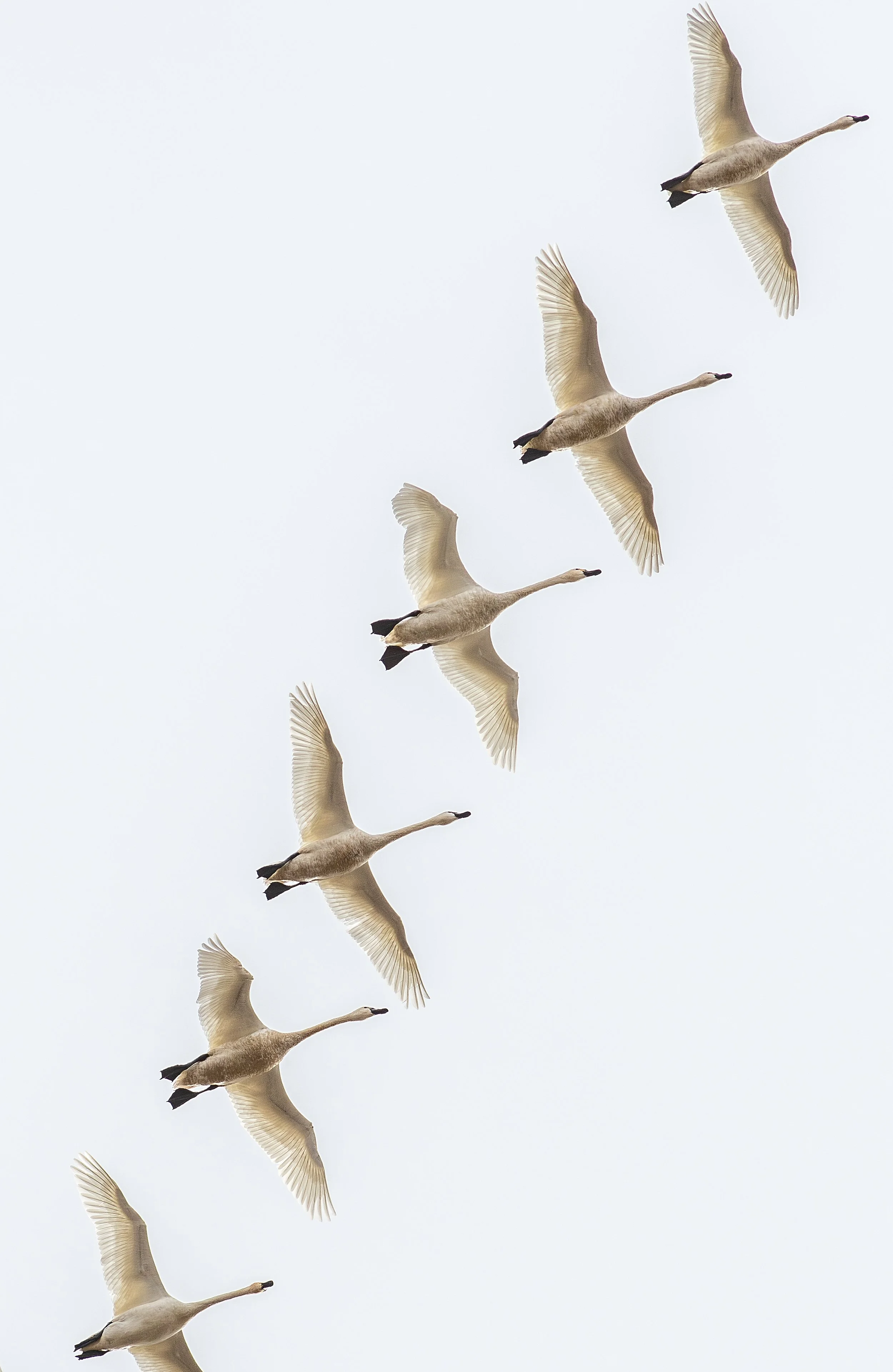 251106 af CLO_8.JPG