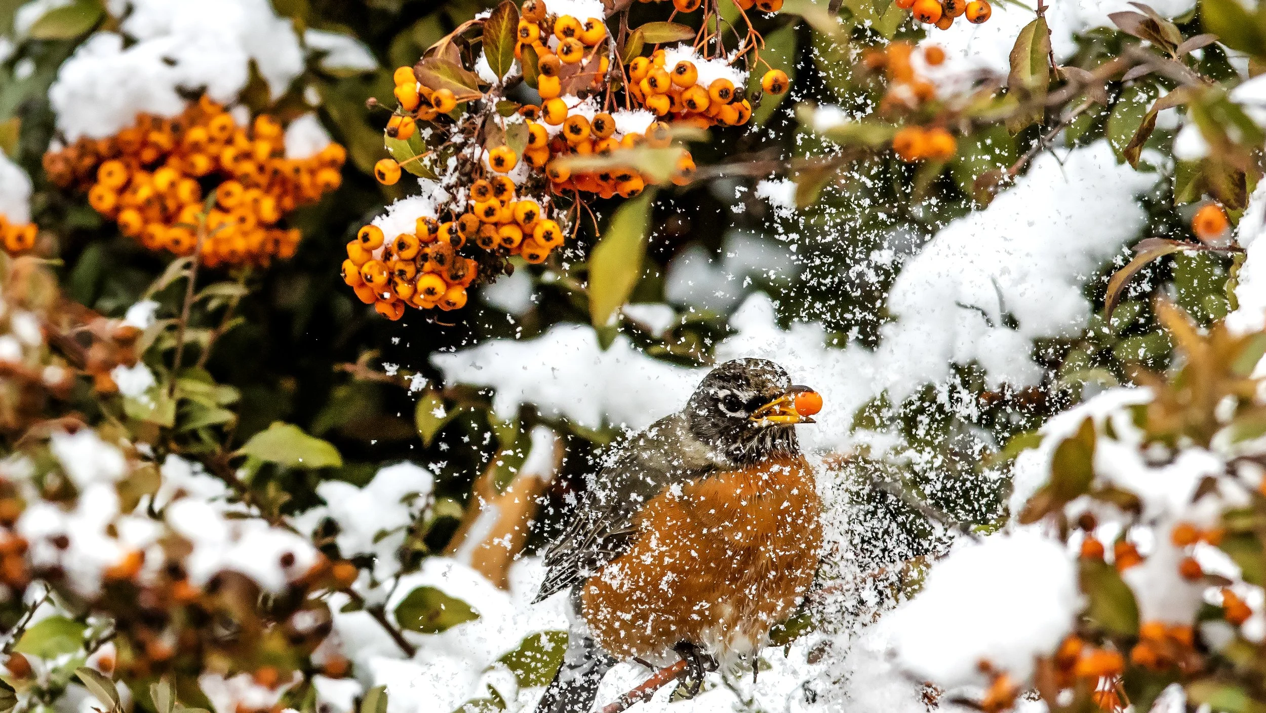 Big Picture - Snow berry.JPG