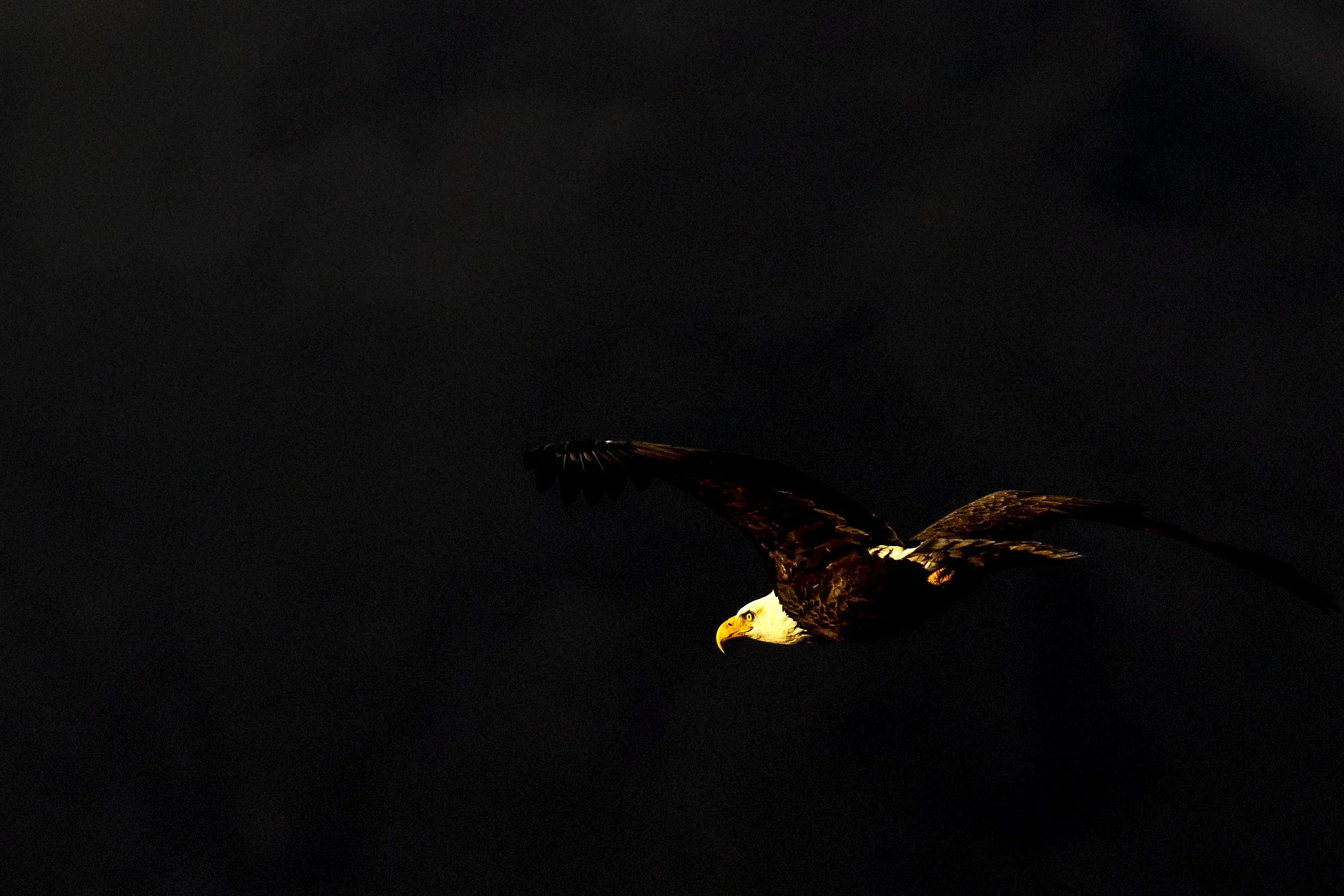 211203 af CLO.sf Golden Eagle.JPG