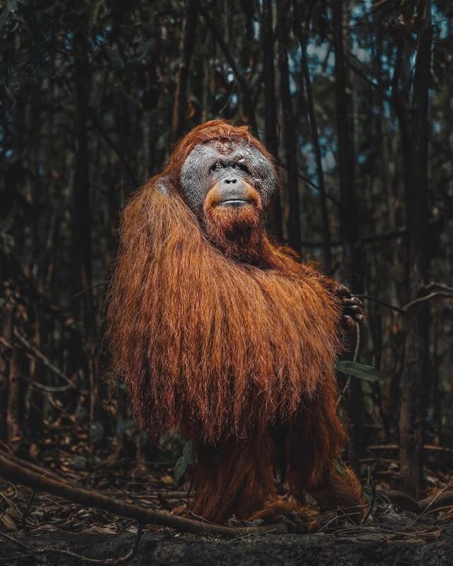 ❰ 𝗗𝗢𝗡𝗔𝗟 𝗕𝗢𝗬𝗗 ❱ In response to a global climate crisis, Donald Boyd, co-founder of @BTSnature has spent time in the Bornean Jungle documenting wildlife and sharing the behind the scenes of what it takes to protect and restore nature. We truly
