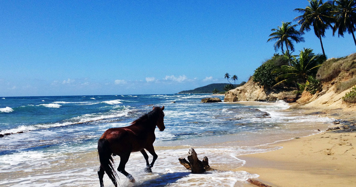 Paso Fino Horse, Vieques Island, PR Photo: Dan Taylor