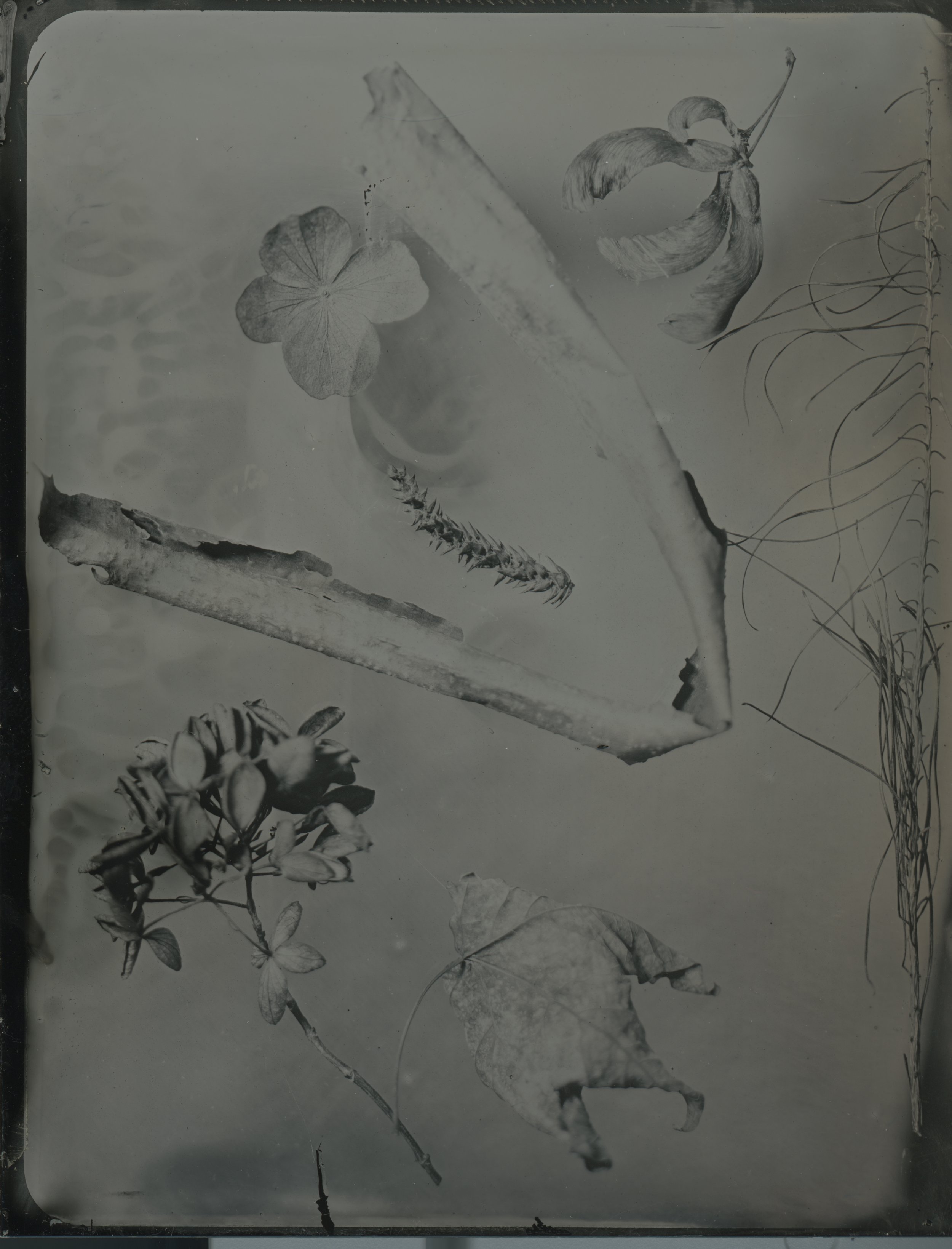 2026-03-16-4x5-Tintype- 3 copy.jpg