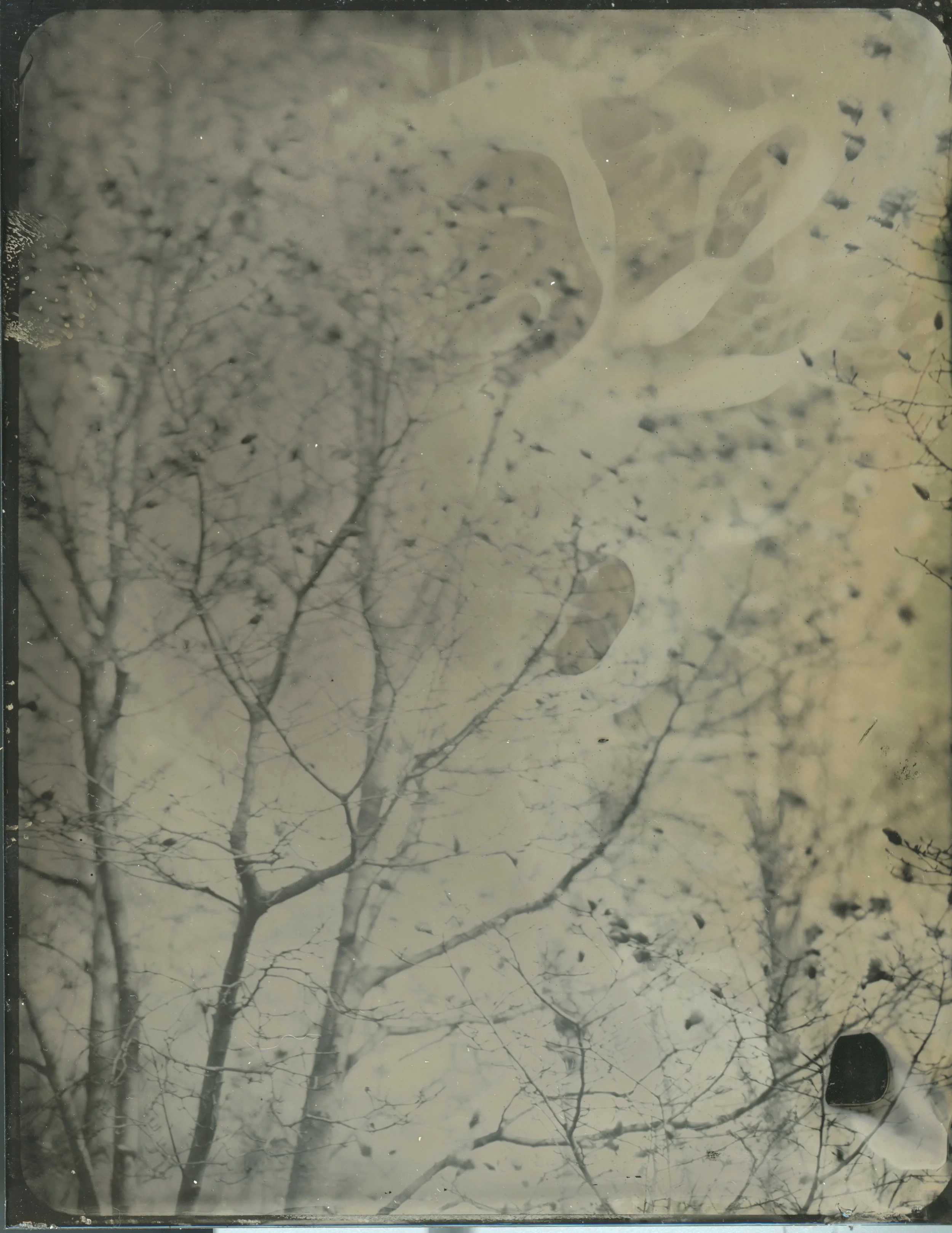 2026-03-29-4x5-Tintype- 4 copy.jpg