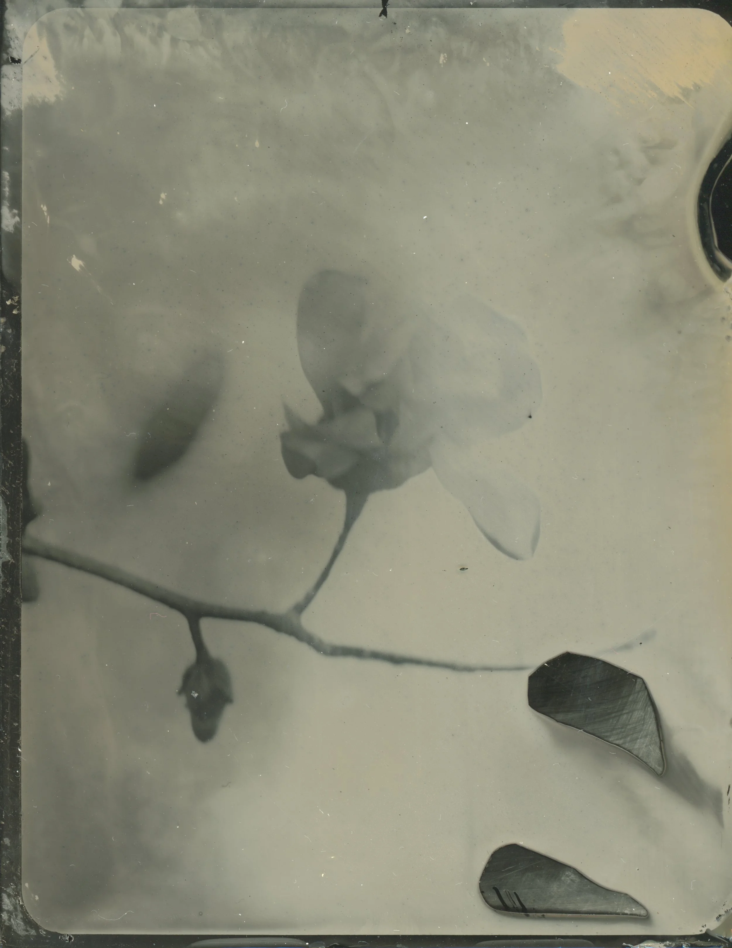 2026-03-29-4x5-Tintype- 3 copy.jpg