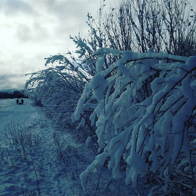 Burdened Branches + Moody Blues
βοΈ .
.
.
#snowday #dusk #winter #naturephotography #designinspiration #designinspo