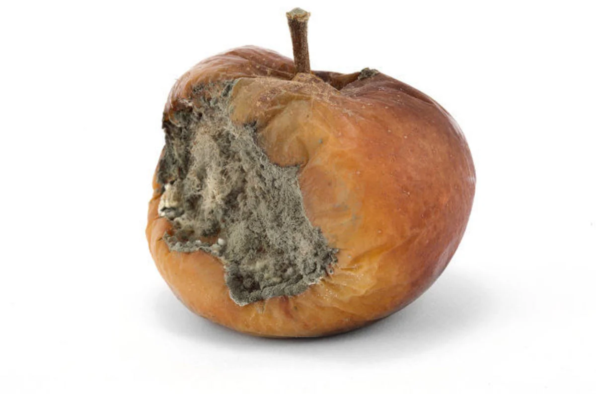 Why I'm Thankful For Rotting Food
