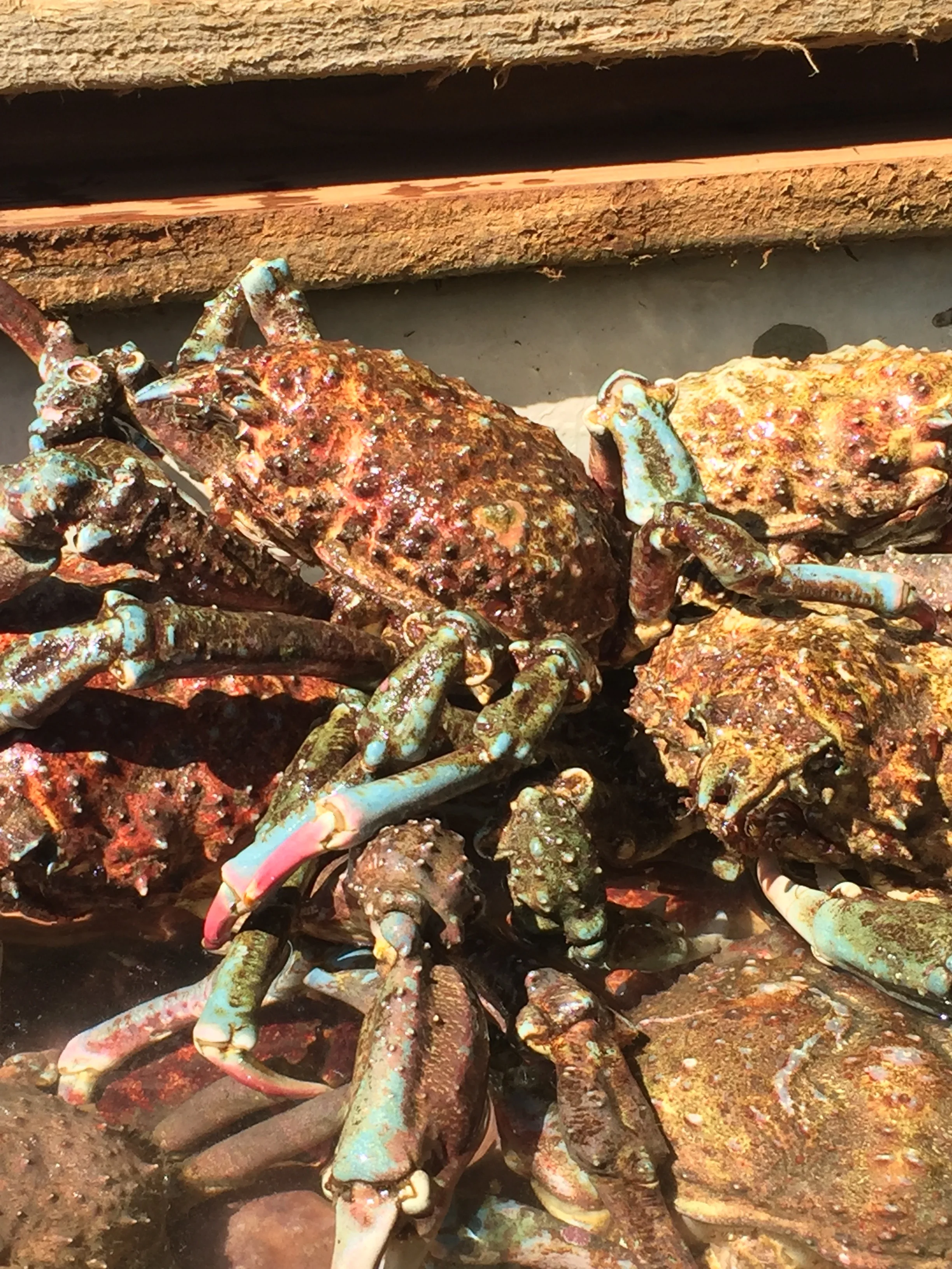 Holy Crab That's Good