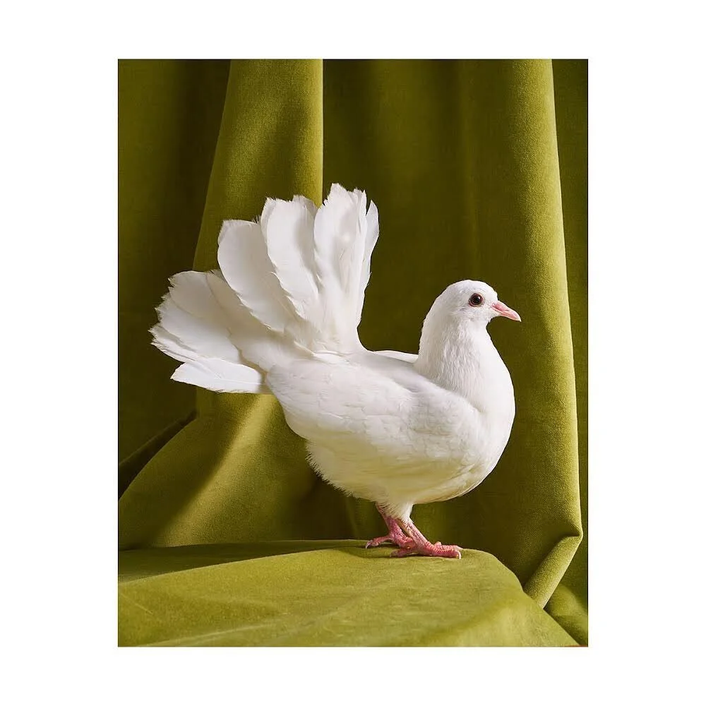 getting ready to share a new collection of fancy pigeon prints 🕊
this one is a stunning Fantail.