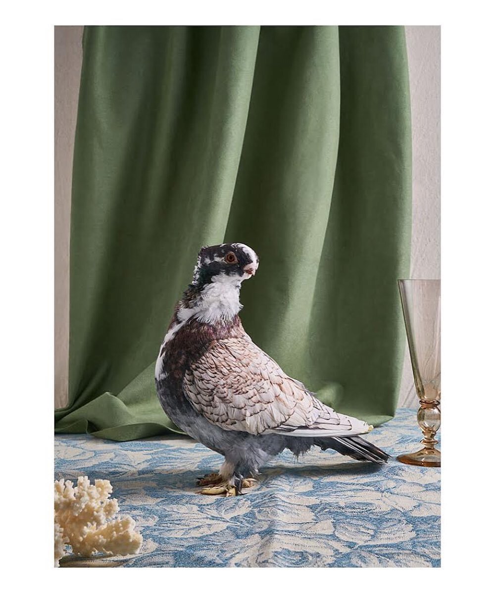 surely you know someone who needs a fancy pigeon in their life? 
new prints and puzzles photographed by @chauntevaughn and myself available at PigeonPalace - link in bio.