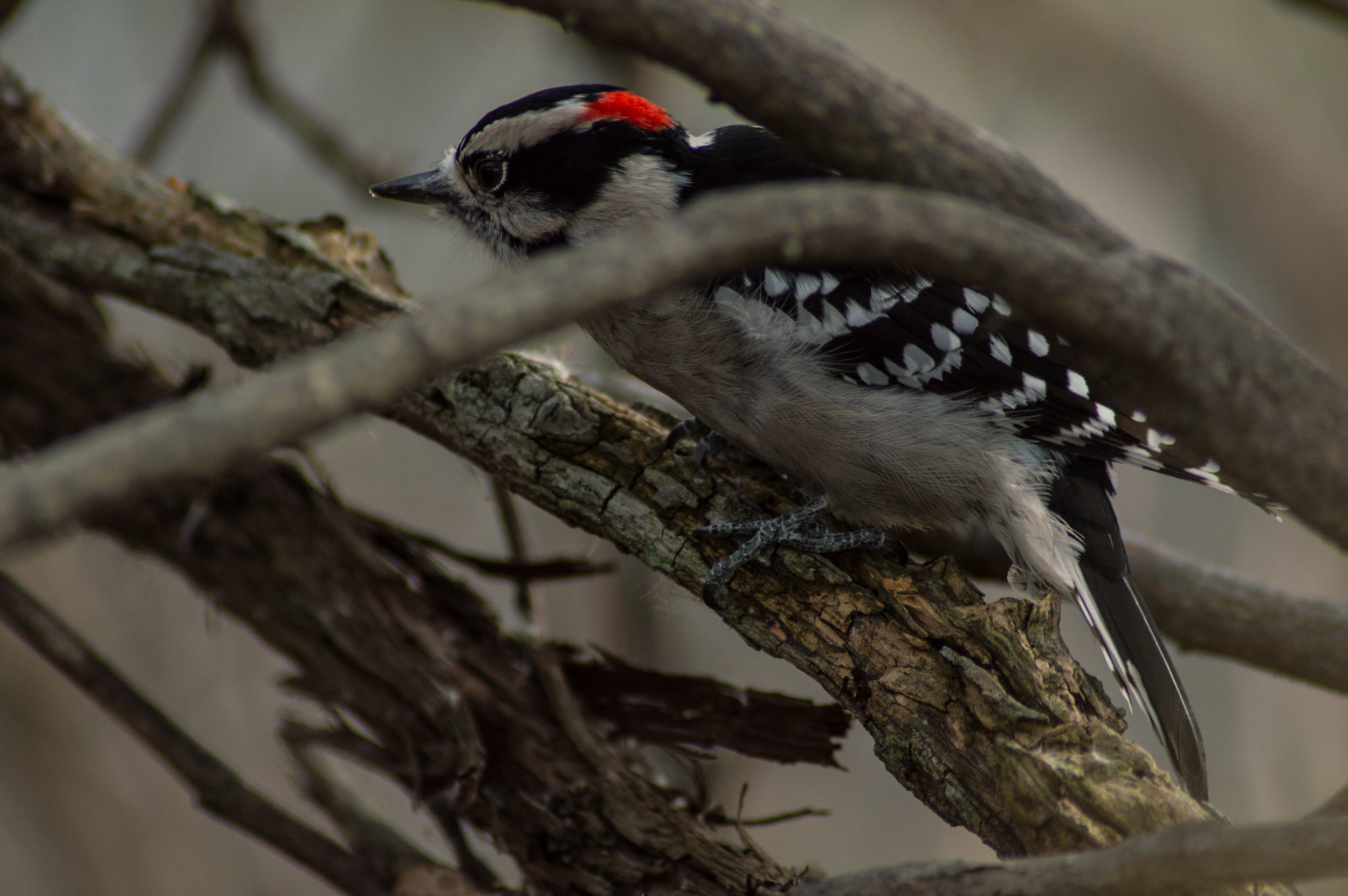 DSC_0073.jpg