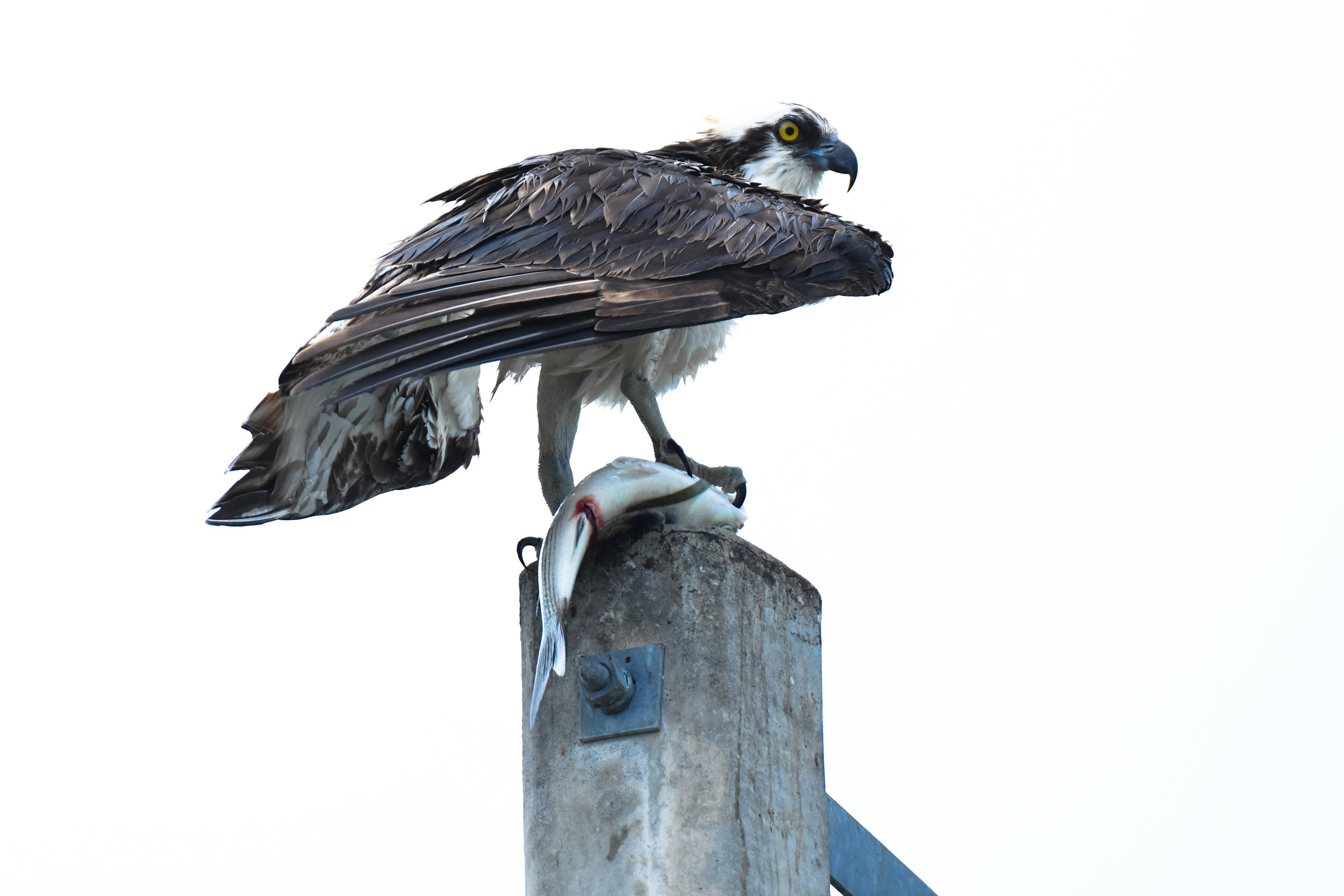 DSC_2754.jpg