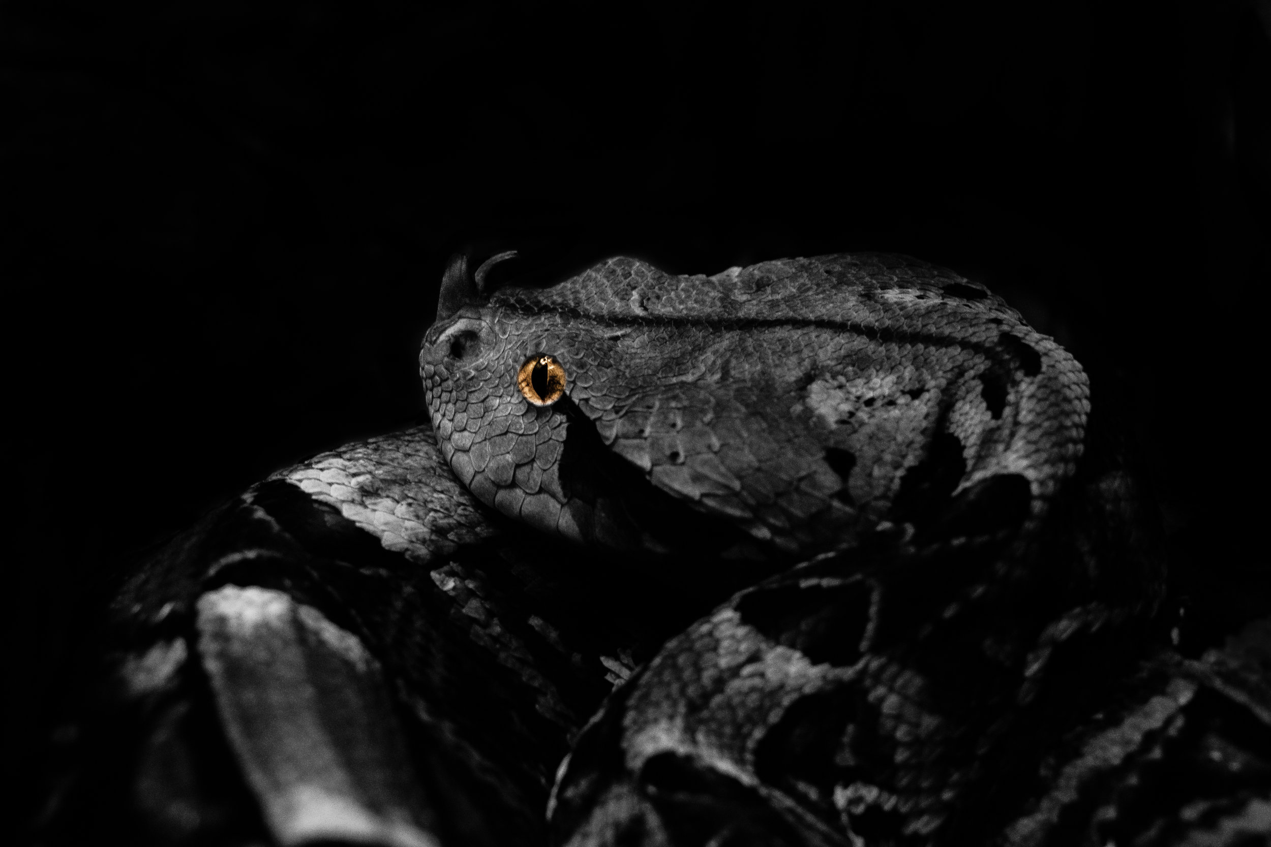 FinalSnake (1 of 1).jpg