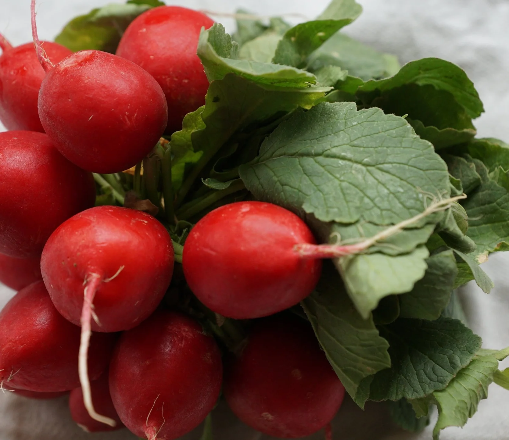 Radishes