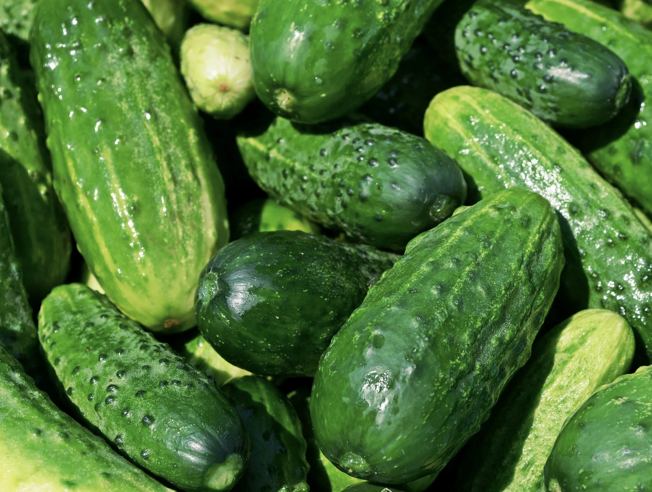 Pickling Cucumbers