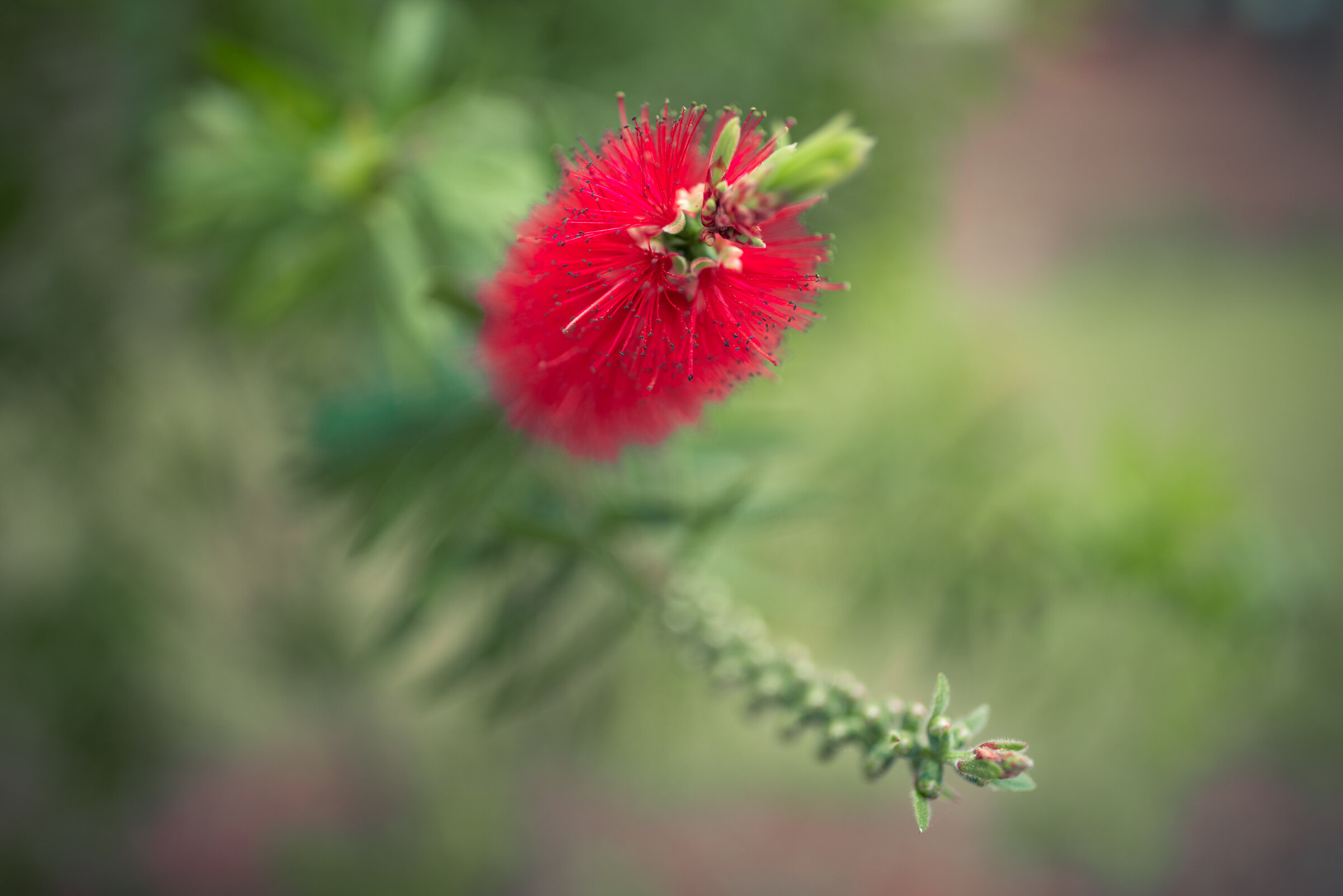 Bottlebrush